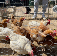 Grillage hexagonal en fer galvanisé certifié ISO9001 pour cages à poulets, enclos et clôtures, pliage personnalisé