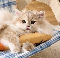 Certification de qualité drôle coton poisson forme chat jouet avec Catmint doux son chat jouet pour animaux de compagnie pour la maison