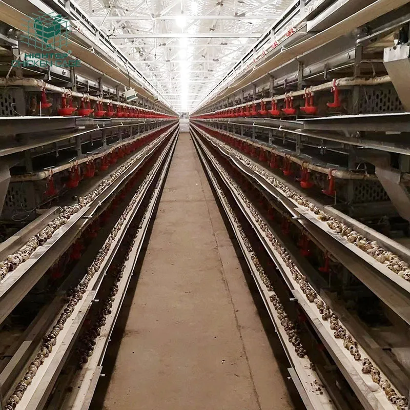 Factory Price Automatic Egg Collecting Layer Quail Cage For Poultry Farm Equipment