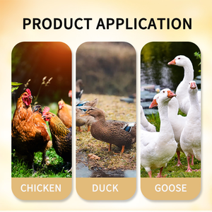 Gli additivi per mangimi per pollame fitosteroli + cromo picolinato migliorano le prestazioni di produzione regolano la crescita corporea OEM/ODM - Product Image 4