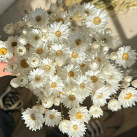 Groothandel in gedroogde bloemen, Rodanthe chrysanten, geconserveerde Rodanthe voor bloemstukken en huisdecoratie.