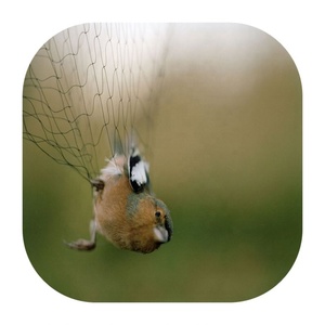 <span class=keywords><strong>Red</strong></span> <span class=keywords><strong>de</strong></span> Trampa para Pájaros Dahuka <span class=keywords><strong>de</strong></span> 15x15 mm <span class=keywords><strong>con</strong></span> Bolsillos, 3x12 Metros - Product Image 1