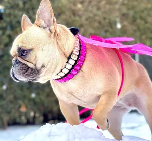 Passen Sie Bling Crystal Stone Strass Haustier halsbänder Luxus Leder Diamant Hunde halsband mit Glass tein