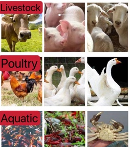 Minerales Quelados con Proteína, Aditivos para Alimentos para Animales Suministrados por el Fabricante, Mezcla <span class=keywords><strong>Mineral</strong></span> de Grado Alimenticio en Polvo - Product Image 5