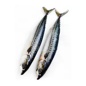 Export seafood frozen pacific mackerel