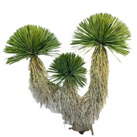 Cactus artificiel, sisal, grand élogeur d'ambiance sur pied, plantes tropicales du désert, plantes de sable pour l'aménagement paysager