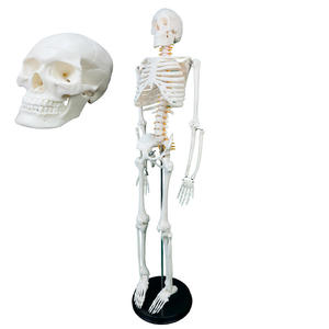 Nouveau modèle anatomique de squelette humain pour la science médicale, 85 cm, type C, avec nerfs et vaisseaux sanguins, en PVC, pour les hôpitaux - Product Image 1