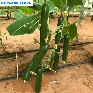 Irrigação por gotejamento para pepino crescer greenhouse