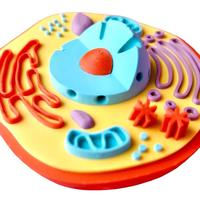 Conjunto de Modelos de Estructura Celular de Animales y Plantas, Material Didáctico de Biología para la Educación Científica