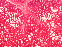 Parasite Microscope Mammal Histology Simple Squamous Epithelium Slides Lab Microscope Glass Slides