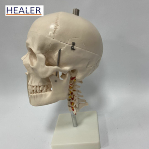 <span class=keywords><strong>Esqueleto</strong></span> de calavera para hombre, anatomico, para el cerebro y cervicales, 8 piezas - Product Image 3