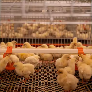 Jaula de Cría para Pollos de Engorde, Jaulas para Cría de Aves de Corral, Jaulas para Pollitas, Capacidad para 90-320 Aves, Material de Acero Galvanizado - Product Image 1