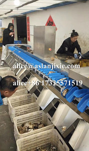 Gia cầm thịt Phễu có trọng lượng phân loại máy/hải sản Rau khay quy mô trọng lượng học sinh lớp dây chuyền sản xuất - Product Image 5