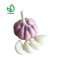 Ail pour transporter au Chili/Ail chinois Boîte de 10 kg au Chili