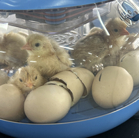 Incubateur automatique personnalisé pour 12 œufs de poule/canard, taux d'éclosion élevé, avec équipement de réfrigération et d'échange de chaleur