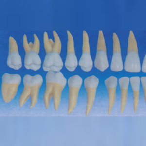 Modèle dentaire médical ADA pour adulte Sylloge (32 dents) – Modèle d'amplification dentaire (15 fois l'agrandissement) pour l'enseignement et l'apprentissage de l'anatomie Shanghai - Product Image 3