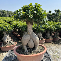 Bonsaï Ficus Microcarpa Ginseng, variétés assorties, différentes tailles, plantes à feuilles persistantes, décoratives d'intérieur/extérieur, faites à la main, pour la fête des mères