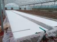 Serre en film multi-spans hydroponique pour la culture des légumes - Système écoénergétique et automatisé