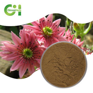 ผงสกัดจาก kacip Fatimah ธรรมชาติบริสุทธิ์10:1 20:1 30:1 - Product Image 1