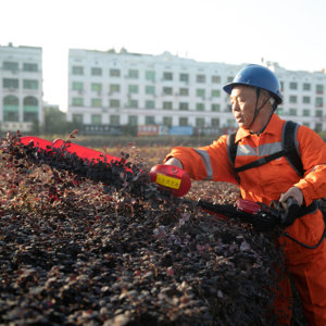 NPLUS Suitable Shrubs Bushes Easy to Operate High Power Electric <strong>Hedge</strong> Trimmer Machine Professional High Efficient <strong>Hedge</strong> Cutter - Product Image 4