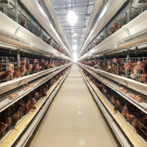 Nueva jaula para pollos tipo H para cría de aves de corral, equipo de huevos de capa de alimentación automática - Product Image 1