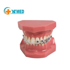 Le modèle orthodontique le plus vendu en usine, semi-support en métal, moule dentaire standard, correction, pratique, modèle d'enseignement, ornements