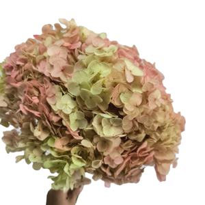 Mur de fleurs hortensias stabilisés vraies fleurs d'<span class=keywords><strong>hortensia</strong></span> séchées anna <span class=keywords><strong>hortensia</strong></span> préservé pour les événements à la maison décor de mariage bricolage artisanat - Product Image 4