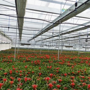 Serre commerciale à grande surface, monocouche, multi-travées, en film PE, avec système hydroponique pour la culture de la laitue, des épinards et du chou - Product Image 1
