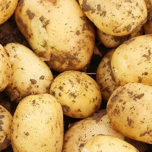 2023 Crop Fresh Wholesale Potatoes Suppliers