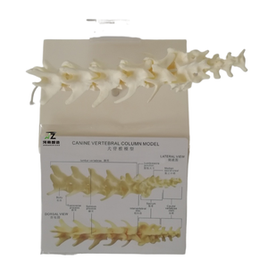 Modèle anatomique de squelette lombaire canin en PVC avancé Ciiizaoo Animal 703 pour l'enseignement - Product Image 1