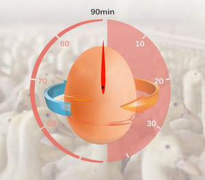 Taux d'éclosion <span class=keywords><strong>fiable</strong></span> Machine d'éclosion de haute technologie Incubateur <span class=keywords><strong>automatique</strong></span> Incubateur d'œufs de caille pour l'incubation agricole - Product Image 4