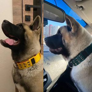 Opular-cuerda para perros grandes, color verde y negro - Product Image 6