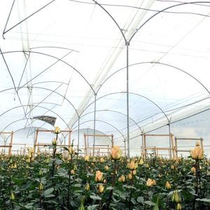 Nông nghiệp nhựa trong suốt CuộN <span class=keywords><strong>PE</strong></span> nhựa bảo vệ <span class=keywords><strong>UV</strong></span> kháng nhà kính phim - Product Image 2