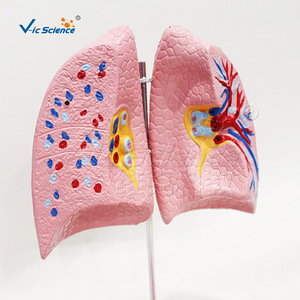 4. Modèle d'anatomie pulmonaire détachable, modèle pédagogique du système respiratoire, équipement pédagogique de laboratoire - Product Image 2