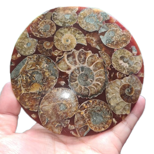 Natural Madagascan Ammonite Spiral Plate Ancient Crystal <strong>Fossil</strong> Slice For Home Decoration Unique Crafted Design - Product Image 1