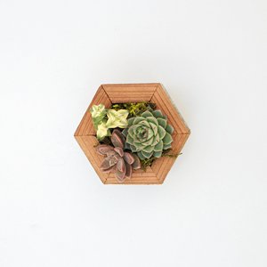Kit de cadre de succulente pour guirlande de décoration intérieure en vente en gros pour jardin avec <span class=keywords><strong>fleurs</strong></span> artificielles produit agricole à prix économique - Product Image 2