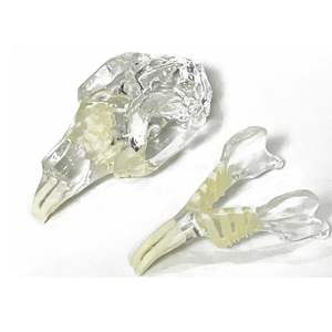 Modelo Anatómico Transparente de Dientes y Mandíbula de Perro/Gato/Conejo para Educación Dental, Uso Veterinario y Decoración - Product Image 3