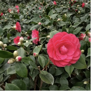 Camellia sinensis(L.)O.Kuntze, magnifiques plantes ornementales, semis, décoration pour la maison et l'hôtel, arbre à fleurs de camélia avec pot - Product Image 6