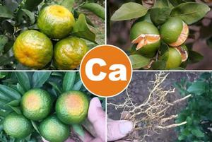 Kenvos thứ cấp chất dinh dưỡng làm cho cây trồng của bạn khỏe mạnh hơn., CA B mg, TE giữ rau và hoa quả phát triển mạnh mẽ hơn - Product Image 3