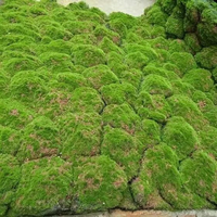 Tapis de mousse artificielle vert mousseux, texture en grumeaux, pour fond de terrarium de plantes succulentes, décoration murale, couverture de bonsaï