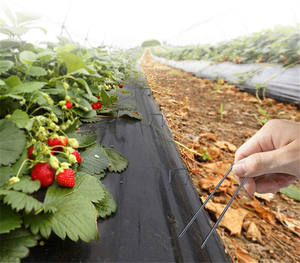 Vente en gros d'usine Clous en acier modernes en forme de U pour pelouse et agrafes pour <span class=keywords><strong>gazon</strong></span> artificiel pour <span class=keywords><strong>gazon</strong></span> <span class=keywords><strong>synthétique</strong></span> - Product Image 1