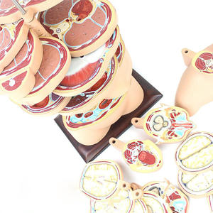 Modelo de <span class=keywords><strong>Anatomía</strong></span> de sección horizontal de cabeza-cuello-torso humano-24 piezas desmontables para Educación Médica - Product Image 4