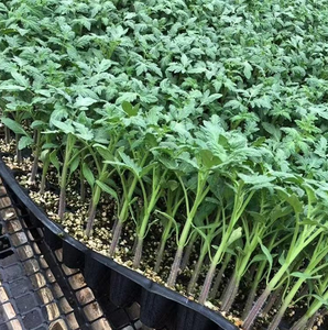 Khay ươm cây giống 200 ô, chậu ươm cây, khay gieo hạt, khay nhân giống - Product Image 5