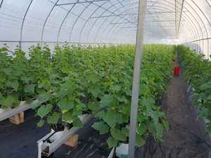 A basso Costo di Plastica Film di Serra Idroponica Pomodoro Serra - Product Image 3