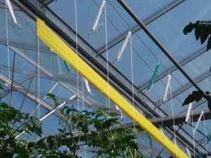 เทปกาวดักแมลงสีเขียวเหลืองแบบเจล ผลิตโดยผู้ผลิตจีน ขายตรง เป็นมิตรกับสิ่งแวดล้อม กันน้ำ - Product Image 3