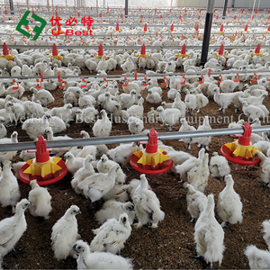 Ligne d'alimentation pour volaille d'élevage d'animaux entièrement automatique, hangar à poulets/équipement domestique pour volaille/<span class=keywords><strong>race</strong></span>/oiseau de <span class=keywords><strong>poulet</strong></span> - Product Image 2