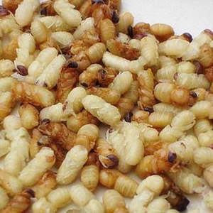 Poudre de nymphose de <span class=keywords><strong>drone</strong></span> naturelle de qualité supérieure approvisionnement en vrac en gros fournisseur de poudre de nymphose d'<span class=keywords><strong>insecte</strong></span> nymphose pure meilleur supplément de poudre de nymphose - Product Image 4