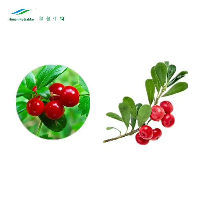 Pasokan pabrik bubuk ekstrak Bearberry berkualitas tinggi 25% asam Ursolic 98% Alfa Arbutin