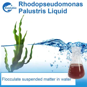Agente liquido di trattamento delle acque reflue e agente di depurazione delle acque per acquacoltura pseudomonas aeruginosa rossa palude
