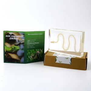 Таксидермическая летучая мышь, скелет, насекомое из смолы, сохраненный образец, развивающие игрушки для обучения, подарок на Хэллоуин - Product Image 3